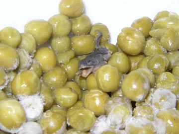 frog found in a can of peas