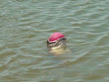 catfish swallowing rubber ball