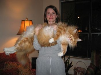 Largest Cat