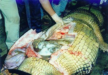 human remains found in crocodile