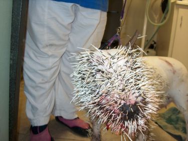 Dog Meets Porcupine