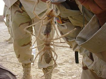 HUGE SPIDER IN IRAQ