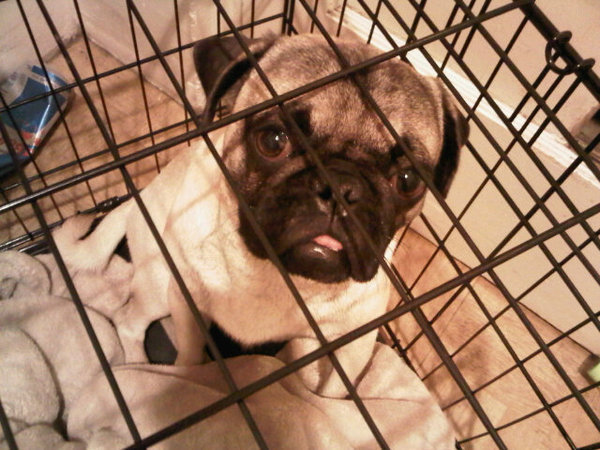 Kenzo-cute pug