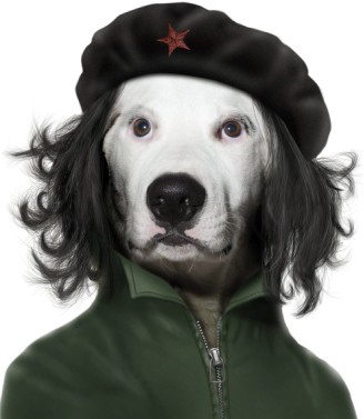 che-guevara-dog-card