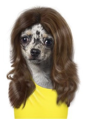 cheryl-cole-dog-card